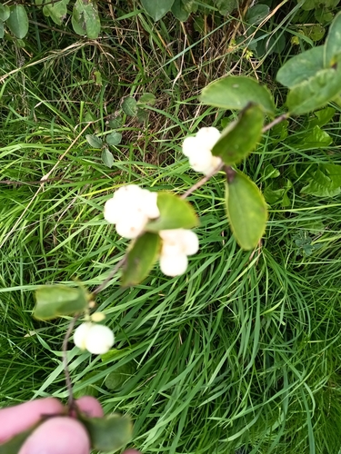 Common Snowberry