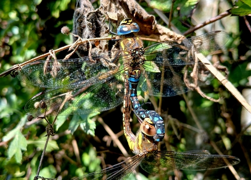 Migrant Hawker