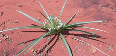 Albuca seineri