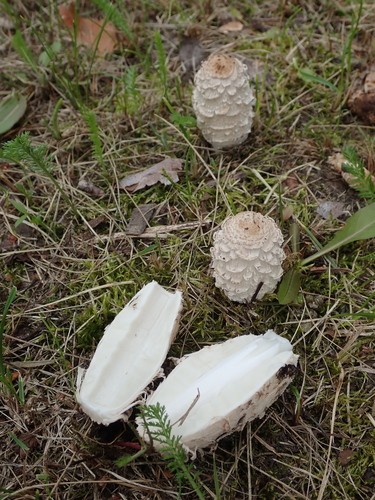 Shaggy Mane