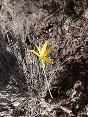 Pyrolirion boliviense