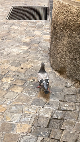 Feral Pigeon