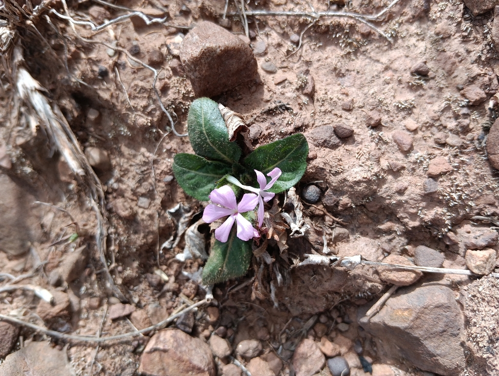 Stenandrium dulce; photograph (c) Andrés Romero Bravo, some rights reserved (CC BY)