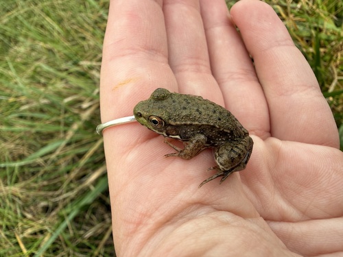 Green Frog
