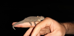 Bradypodion ventrale