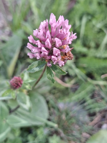 Red Clover