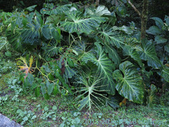 Philodendron verrucosum