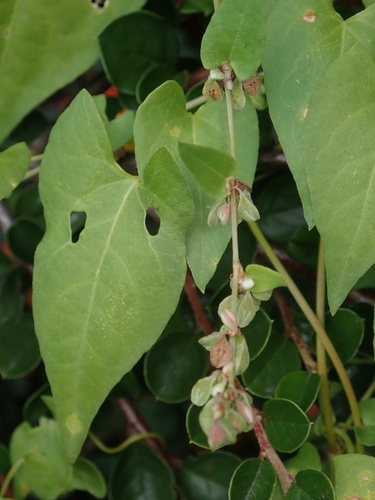 Black-bindweed