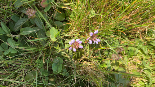 common selfheal