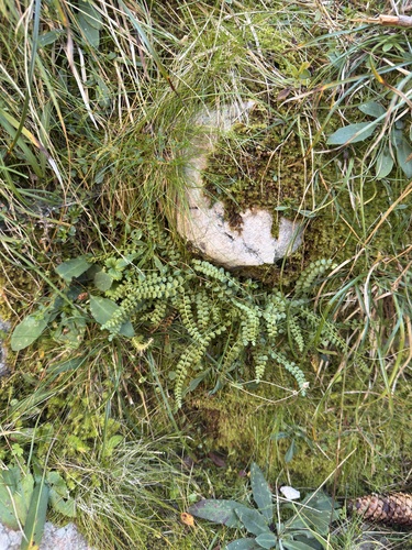 green spleenwort