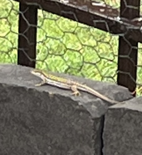 Italian Wall Lizard