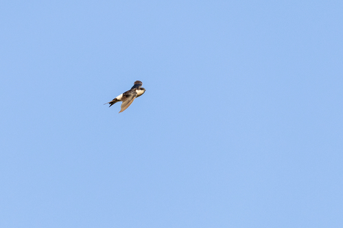 Western House Martin