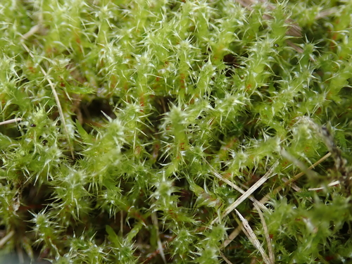 Square Gooseneck Moss