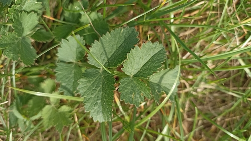 Burnet-saxifrage