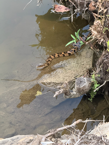 Midland Watersnake