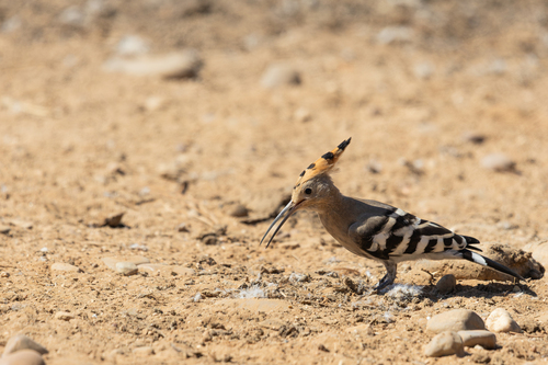 Common Hoopoe