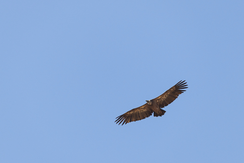 Eurasian Griffon