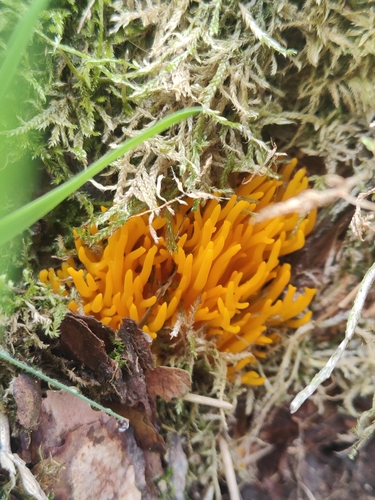 Jelly-antler