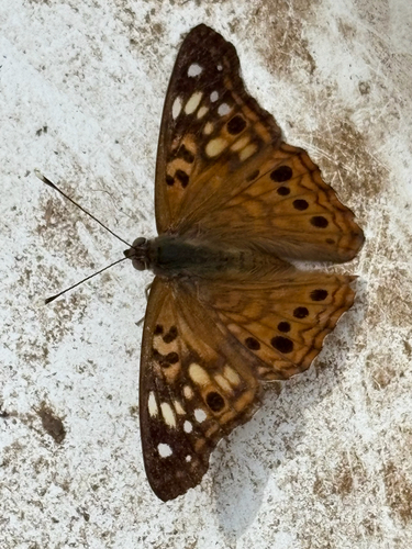 Hackberry Emperor