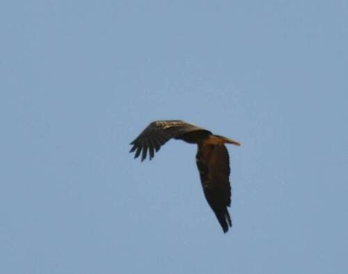 Egyptian Vulture