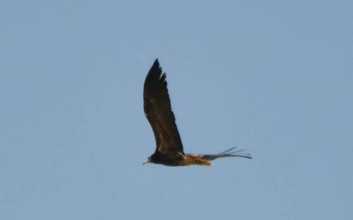 Egyptian Vulture