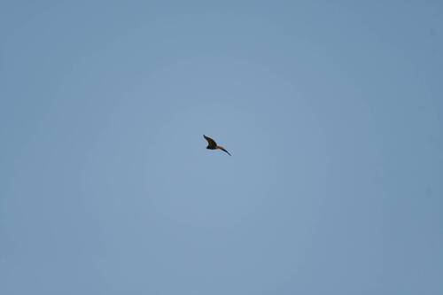 Egyptian Vulture