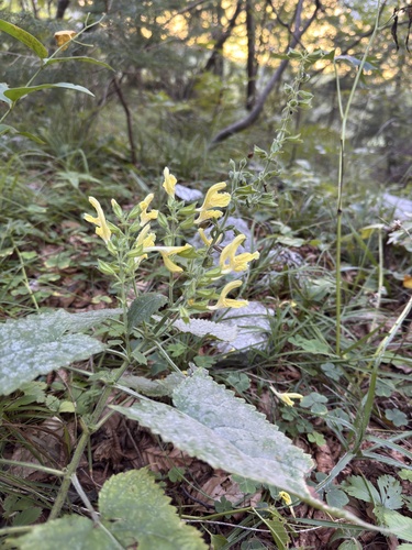 Sticky Sage