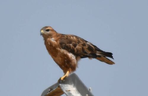 Atlas Long-legged Buzzard