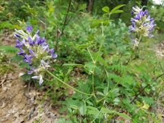 Pediomelum cuspidatum