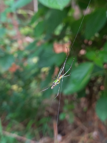 Decorative Vleispider