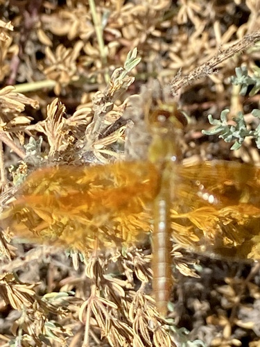 iNaturalist observation photo of Mexican Amberwing