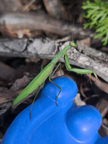 European Mantis