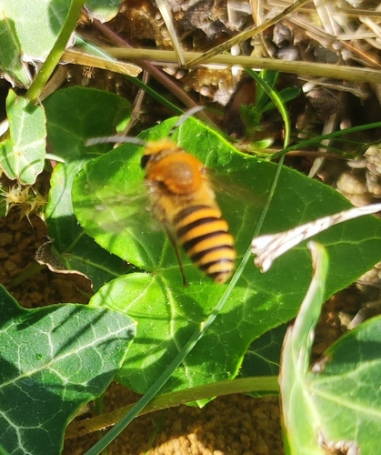 Ivy Cellophane Bee