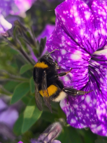 Buff-tailed Bumble Bee