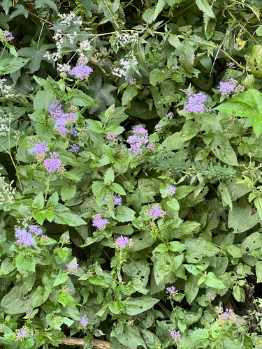 blue mistflower