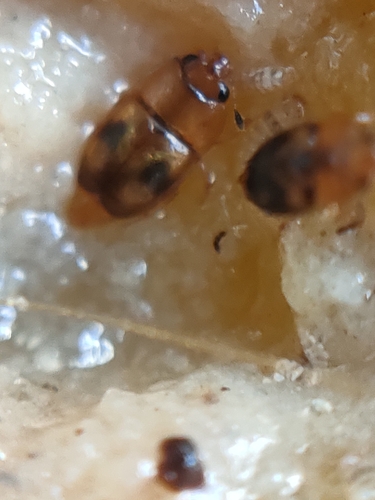 Haptoncus observed 2026-09-16