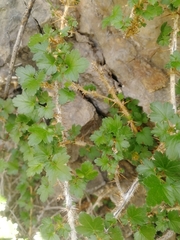 Ribes aciculare