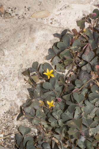 Creeping Woodsorrel