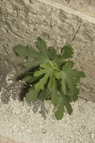 common fig