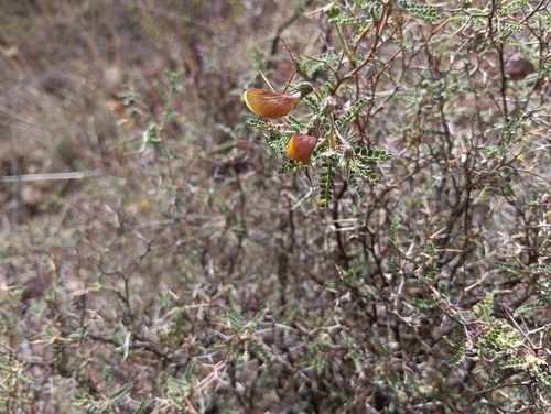 Adesmia miraflorensis, photograph 4