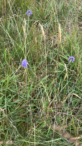 Devil's-bit Scabious