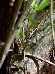 Anolis litoralis