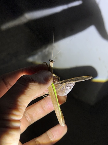 Narrow-winged Mantis