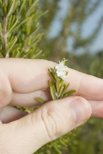 Rosemary