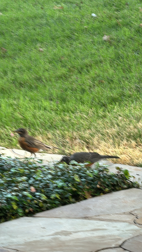 American Robin