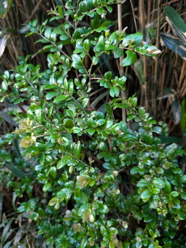 Eurya crenatifolia observed 2026-09-13