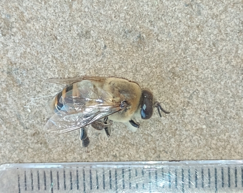 Western Honey Bee