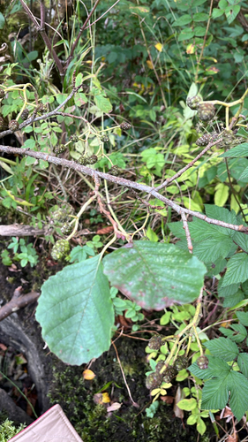 common alder