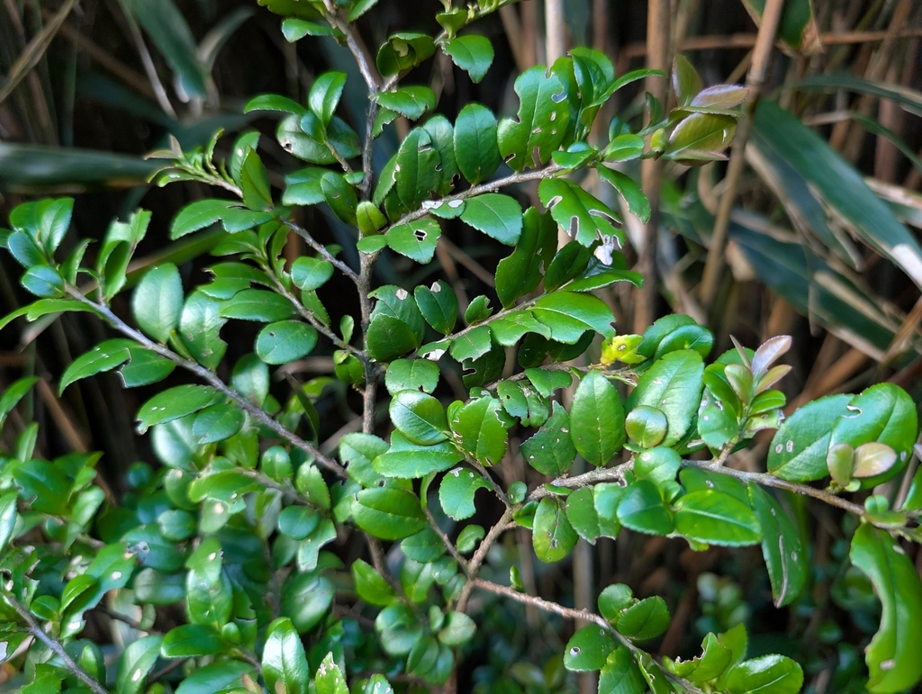 Eurya crenatifolia; photograph (c) Francisca Wu, some rights reserved (CC BY)