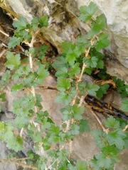 Ribes aciculare